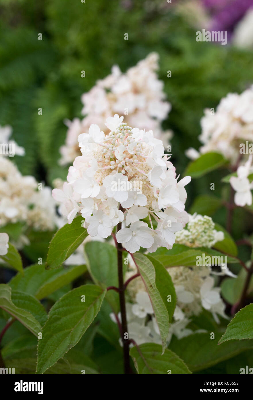Hydrangea paniculata Blumen. Stockfoto