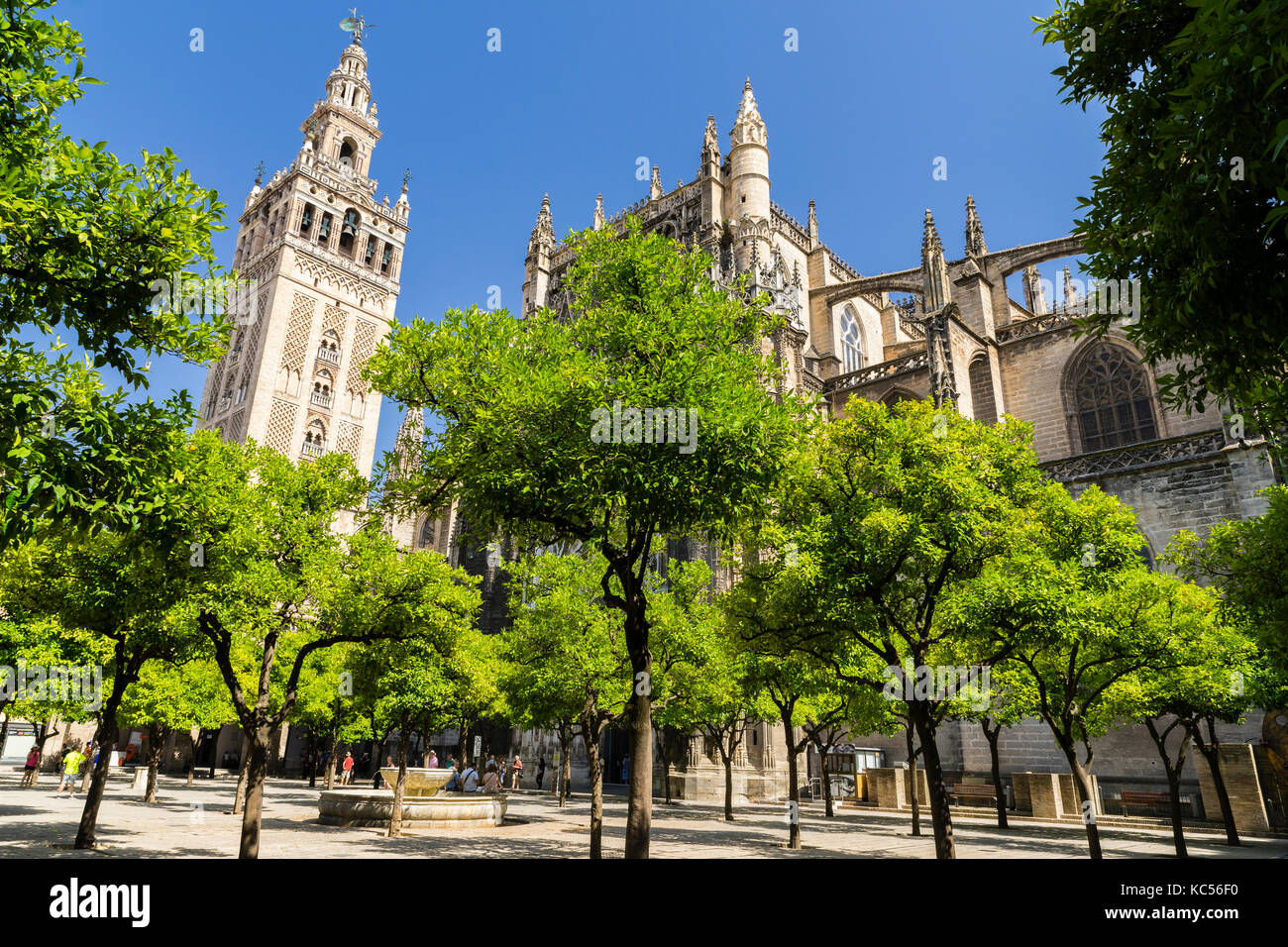 Patio of oranges, Patio de Naranjos, La Giralda, ehemaliges Minarett, Glockenturm der Kathedrale von Sevilla, Catedral de Santa Maria Stockfoto