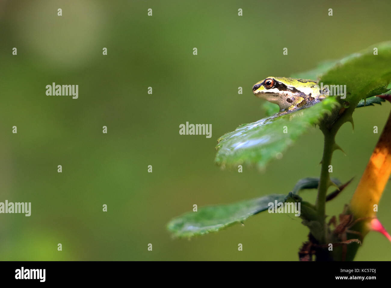 Pacific Tree Frog Stockfoto