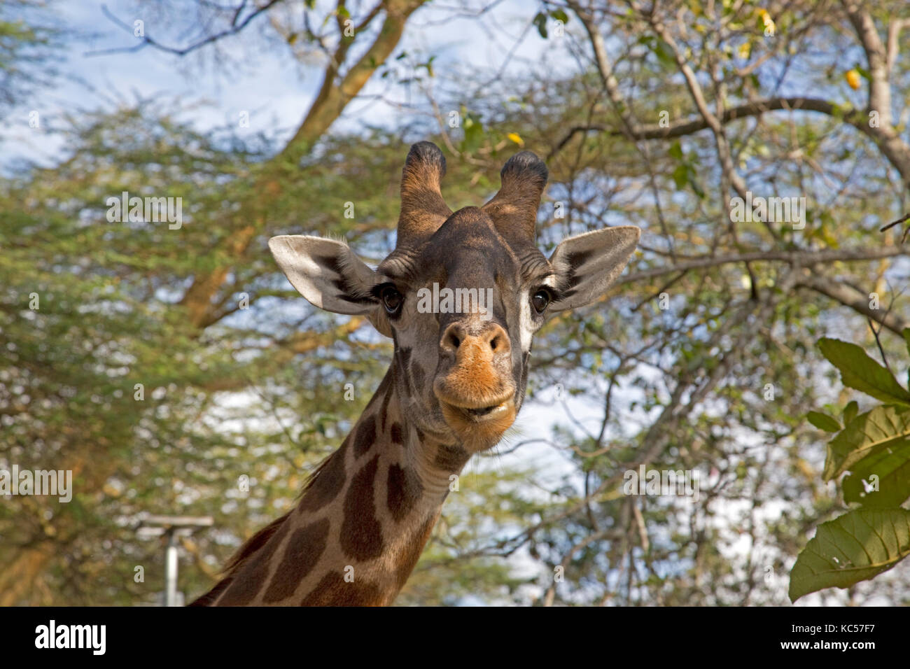 Kopf der Giraffe Giraffa Camelopardalis Fütterung auf Blätter elsamere Rasen naivasha Kenia Stockfoto