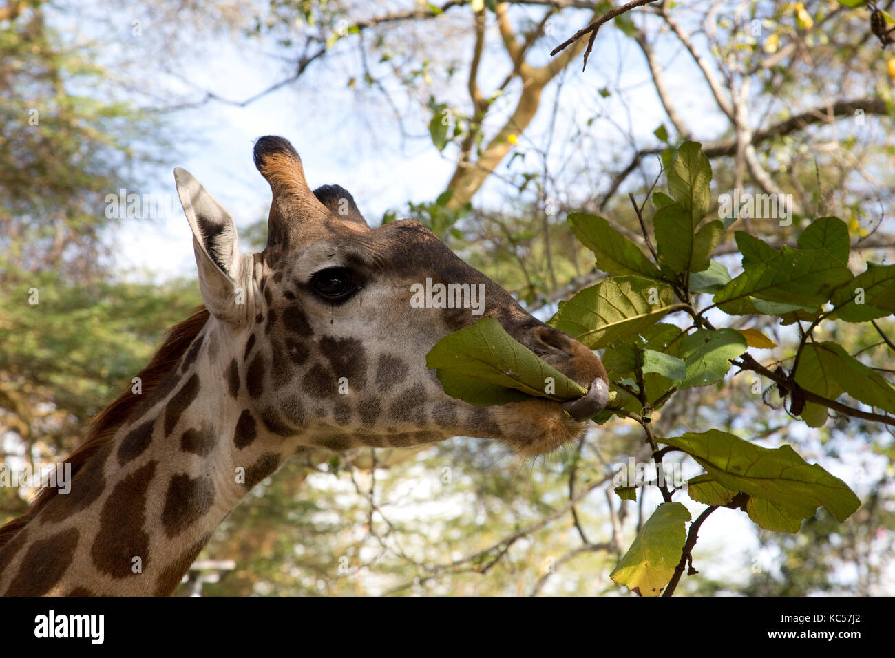 Kopf der Giraffe Giraffa Camelopardalis Fütterung auf Blätter elsamere Rasen naivasha Kenia Stockfoto