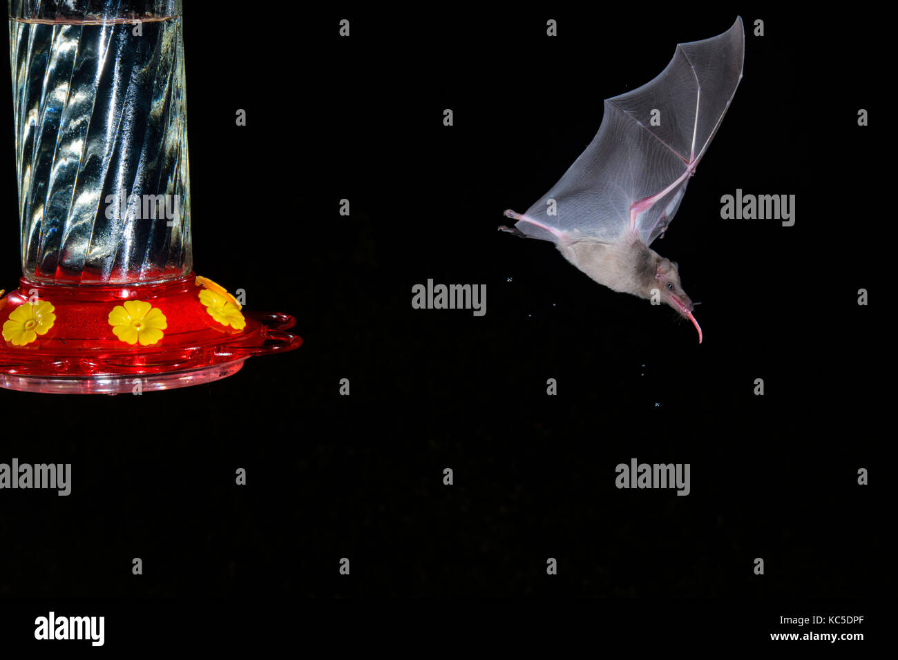 Mexikanische lange-tongued bat choeronycteris mexicana Tucson, Pima County, Kansas, United States, 24. September 2017 nach Verlassen des Schrägförderers mit Zunge ex Stockfoto