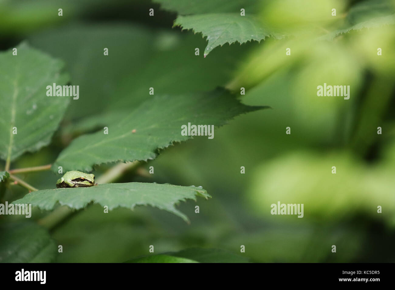 Winzige pacific Tree Frog thront auf einem Black Leaf Stockfoto