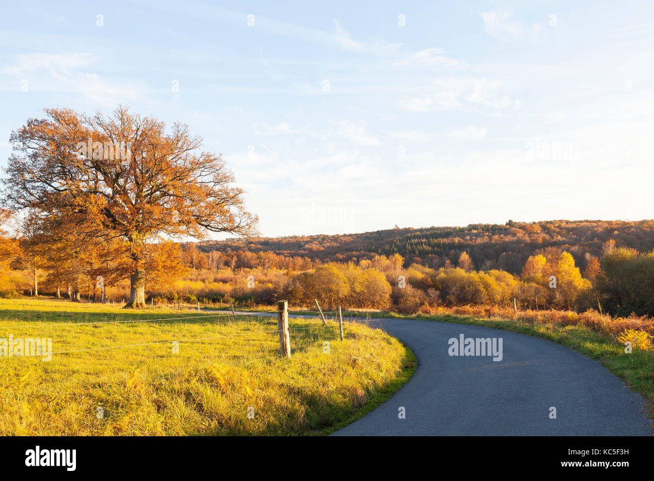 Eiche mit Blätter im Herbst in einer Kurve bei Sonnenuntergang mit warmem Licht während der Goldenen Stunde auf Ackerland und Hügel mit Wald im Herbst Farben Cre Stockfoto