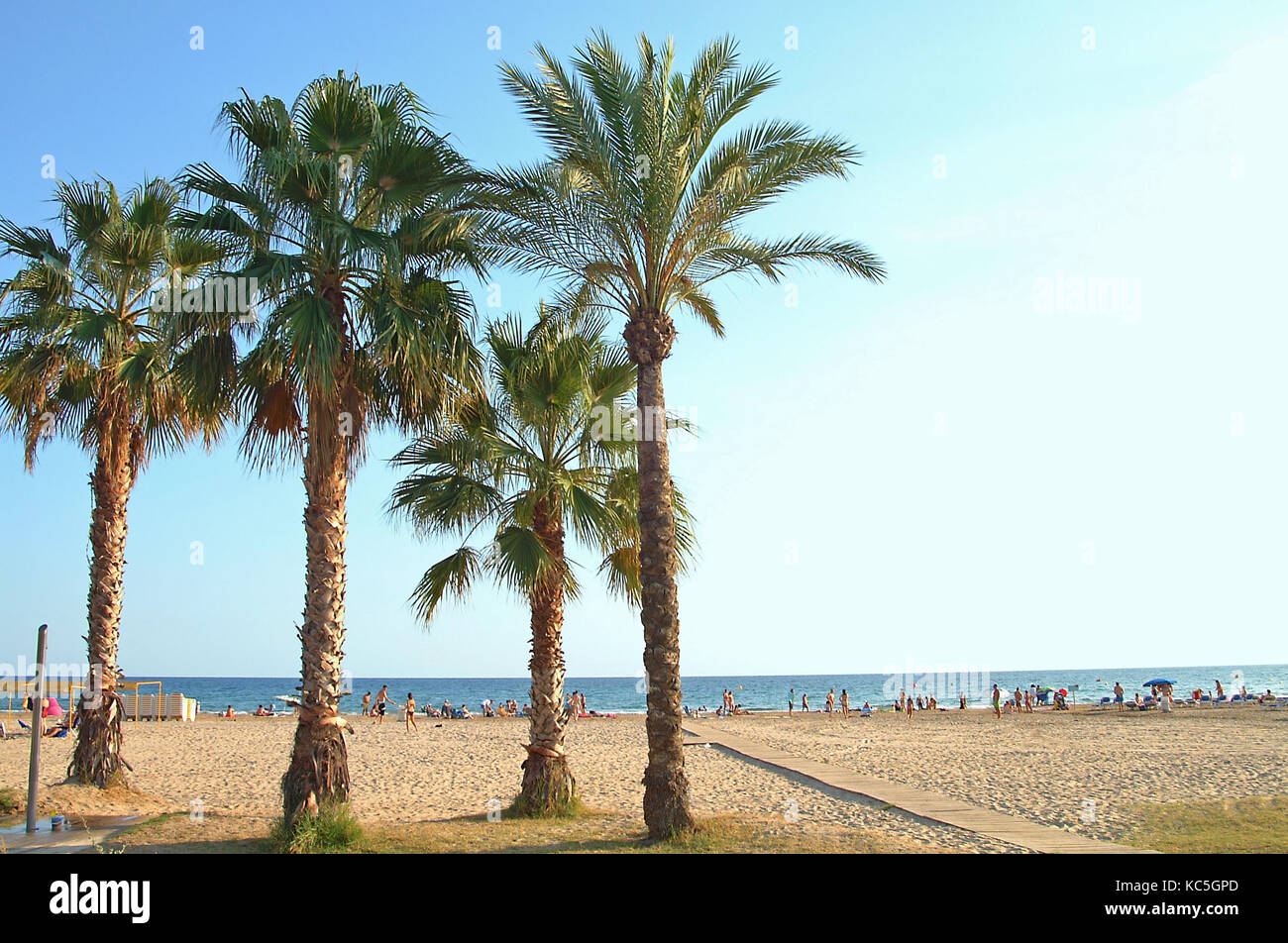 Palmen in der Sonne am Strand von Salou Spanien Stockfoto