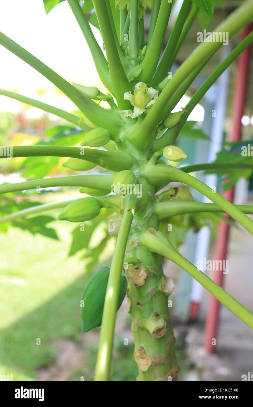 Papaya (Carica papaya) in Manus Island, Papua New Guinea Stockfoto