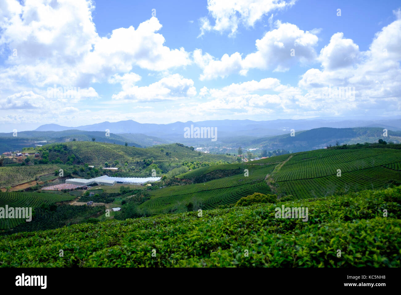 Dalat grüner Tee Plantage auf Western Highland Stockfoto