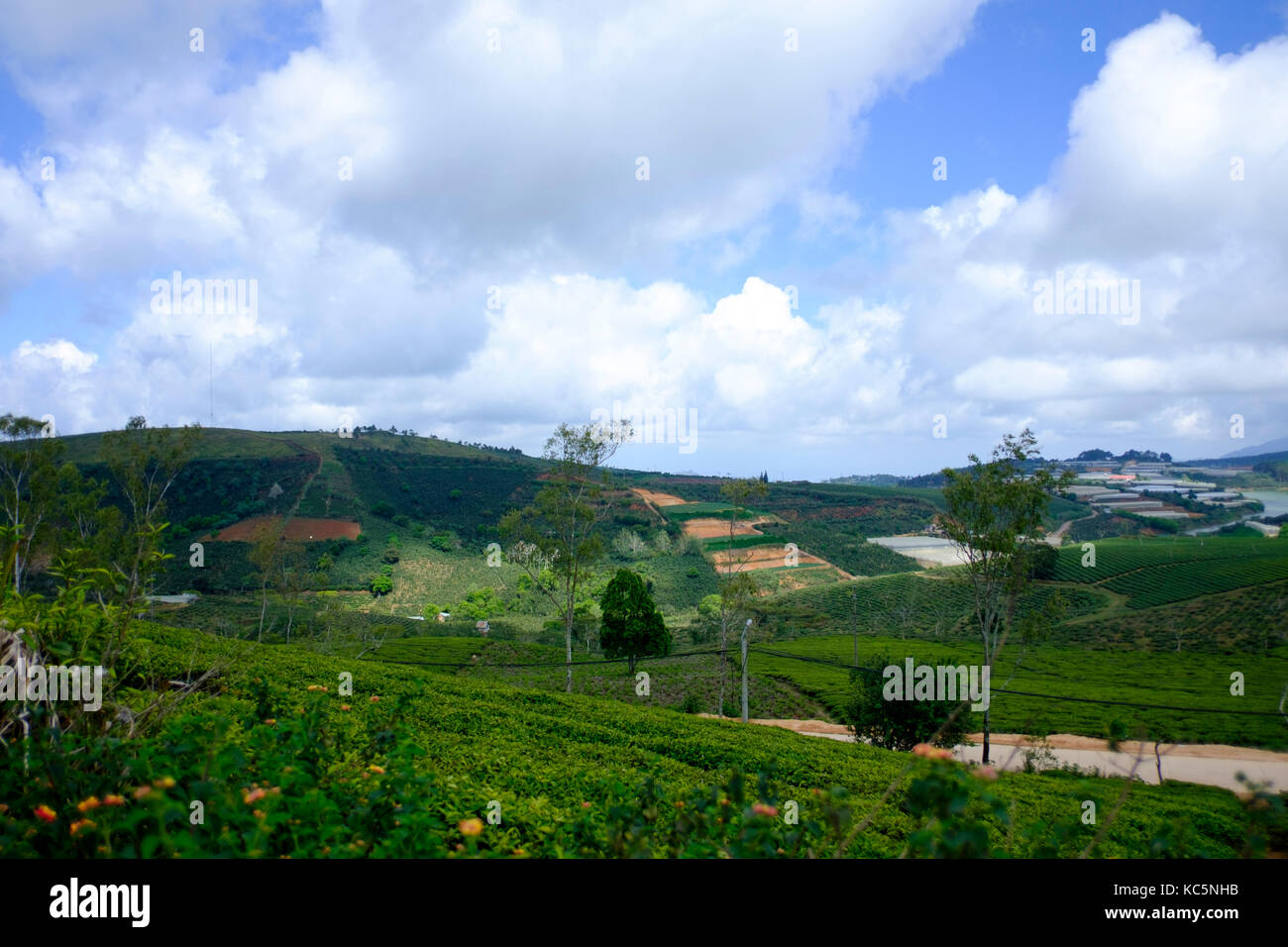 Dalat grüner Tee Plantage auf Western Highland Stockfoto