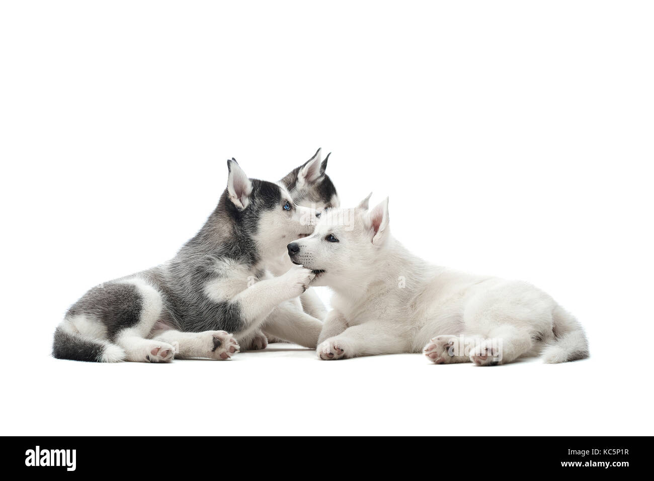 Hübsche Welpen Siberian husky Hund spielen im Studio. Stockfoto