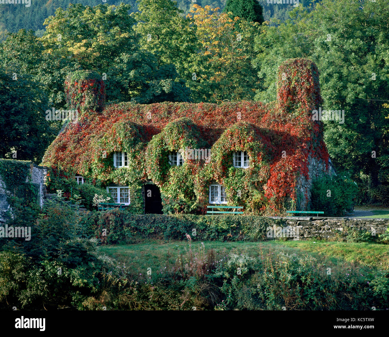 Herbstliche Farben, Tu Hwnt I'r Bont Teestuben, Llanrwst, North Wales. Stockfoto