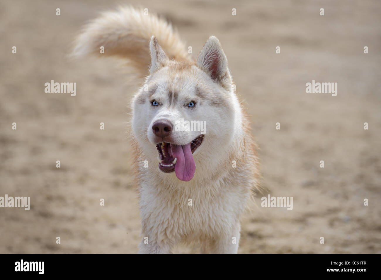 Ein Hund der Rasse Husky steht, der am Ufer des Meeres Stockfoto