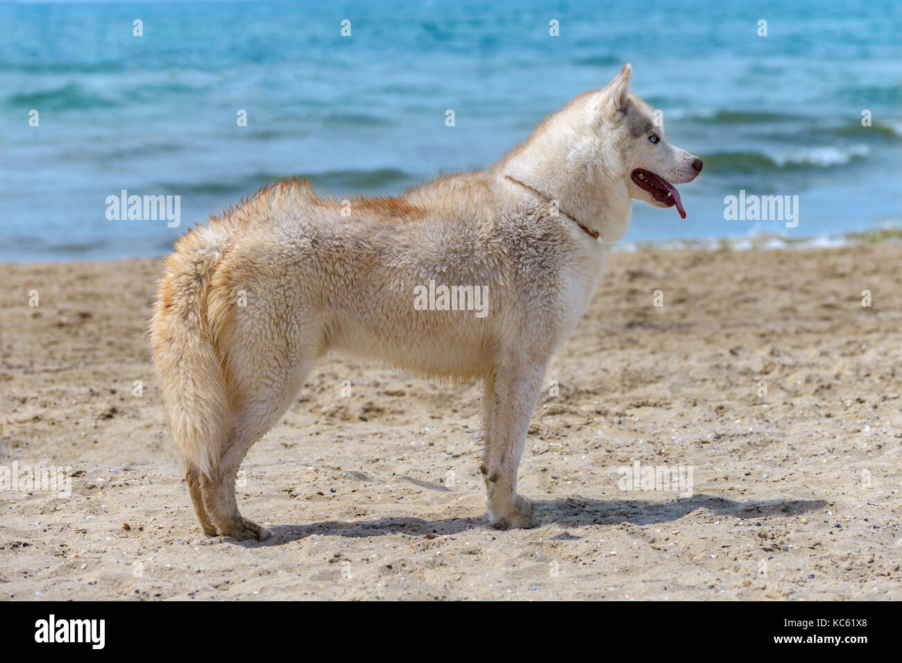 Ein Hund der Rasse Husky steht, der am Ufer des Meeres Stockfoto