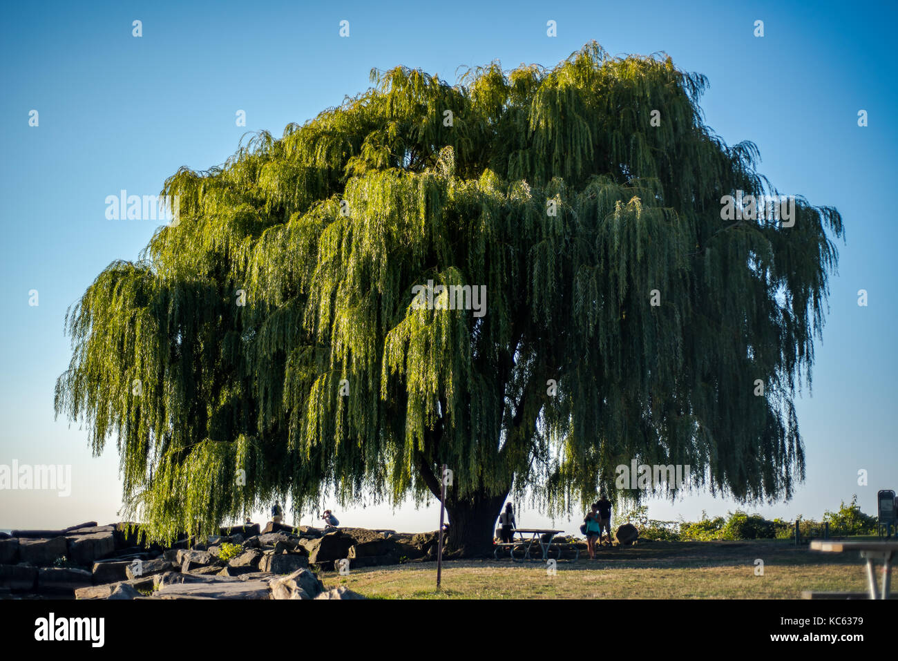 Edgewater Park Baum Stockfoto