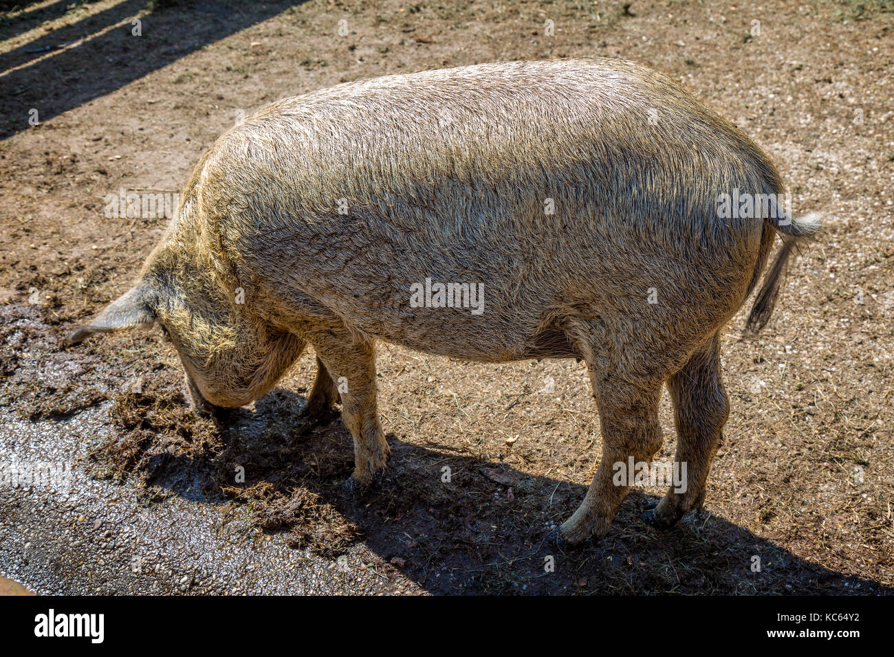 Typische und besondere ungarische Schwein Holzarten (mangalica), das heißt, deren Fleisch enthält sehr wenig Cholesterin Stockfoto
