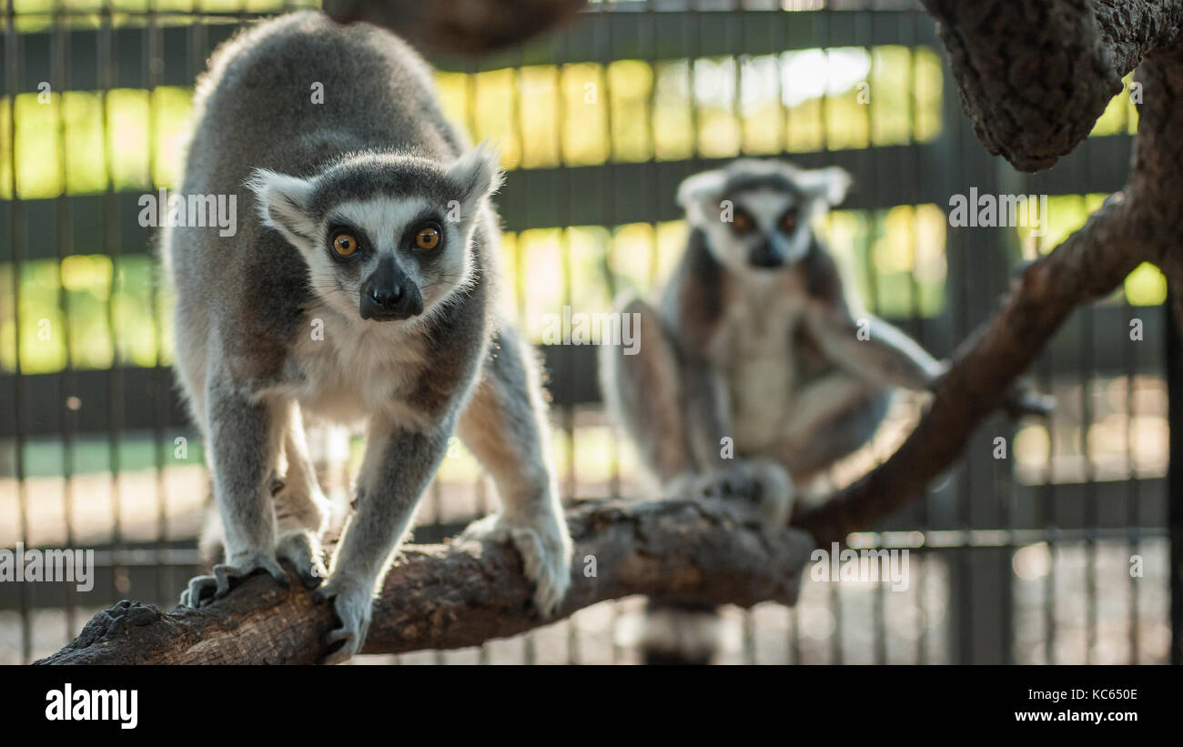 Ring tailed lemur Haustiere in den Käfig Stockfoto