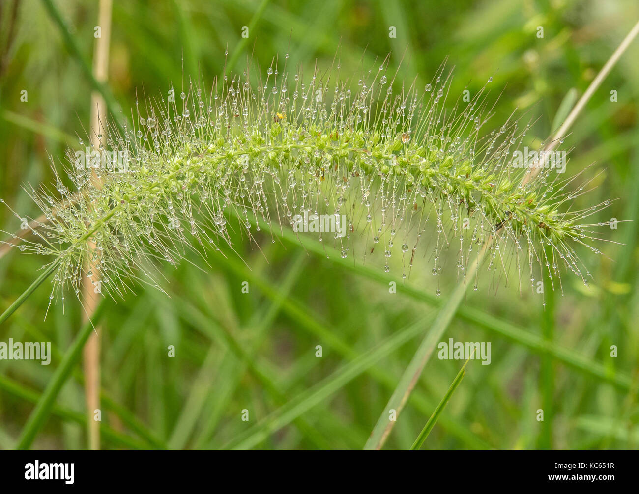 Grüne Foxtail grass Stammzellen schwere mit Samen und Feuchtigkeit Tröpfchen Stockfoto