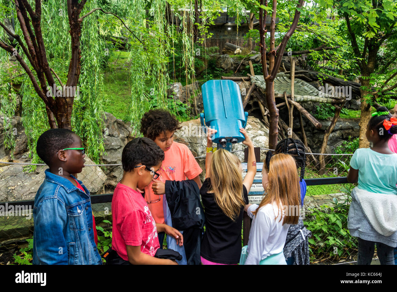 Washington DC, District of Columbia, National Zoo, Giant Panda, Ausstellungssammlung, junge Jungen, männliche Kinder, Kinder, Jugendliche, Jugendliche Stockfoto