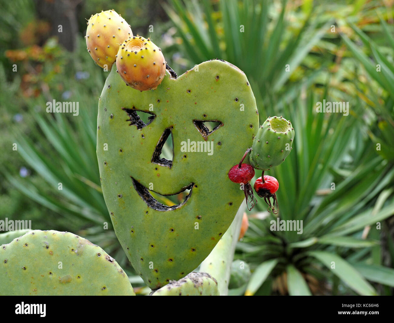 Komisch geschnitzten Feigenkaktus (Opuntia Stricta) mit cartoon Gesichtszüge in die fleischigen Blätter geschnitten und Hagebutten für Ohrringe in der Toskana, Italien Stockfoto