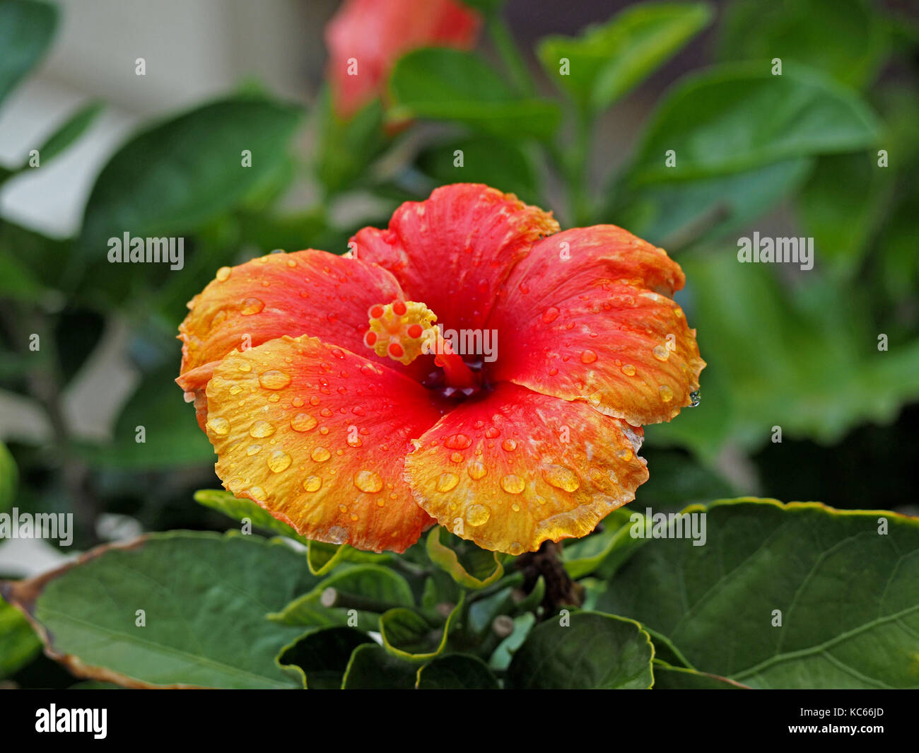 Rote und gelbe Blüte der chinesischen Hibiskus (Hibiscus rosa-sinensis), China Rose, Hawaiian Hibiscus oder Schuh - schwarze Pflanze in einem Topf in der Toskana, Italien wachsende Stockfoto