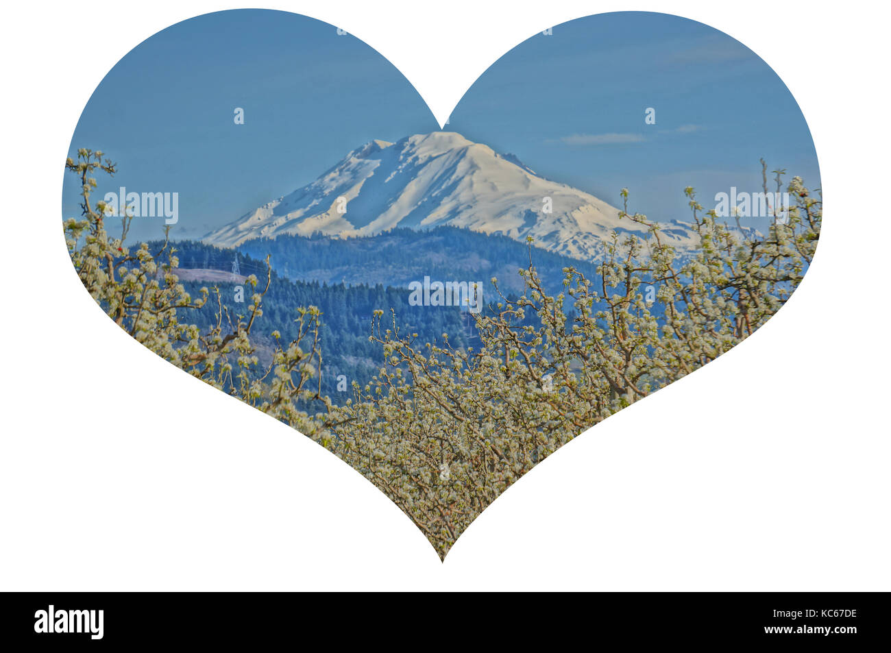 Herzform Ausschnitt des Mount Adams, Washington im Hintergrund und ein kirschgarten im Vordergrund. Stockfoto