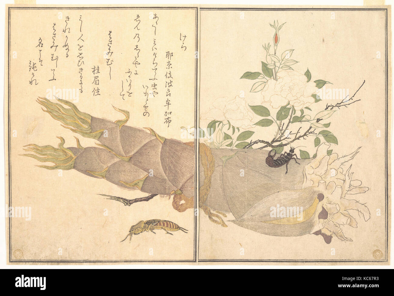 "画本虫撰" けら" "はさみむし", Maulwurfsgrille (Kera); Earwig, (hasami - Musi), aus dem Bilderbuch der kriechenden Kreaturen Stockfoto