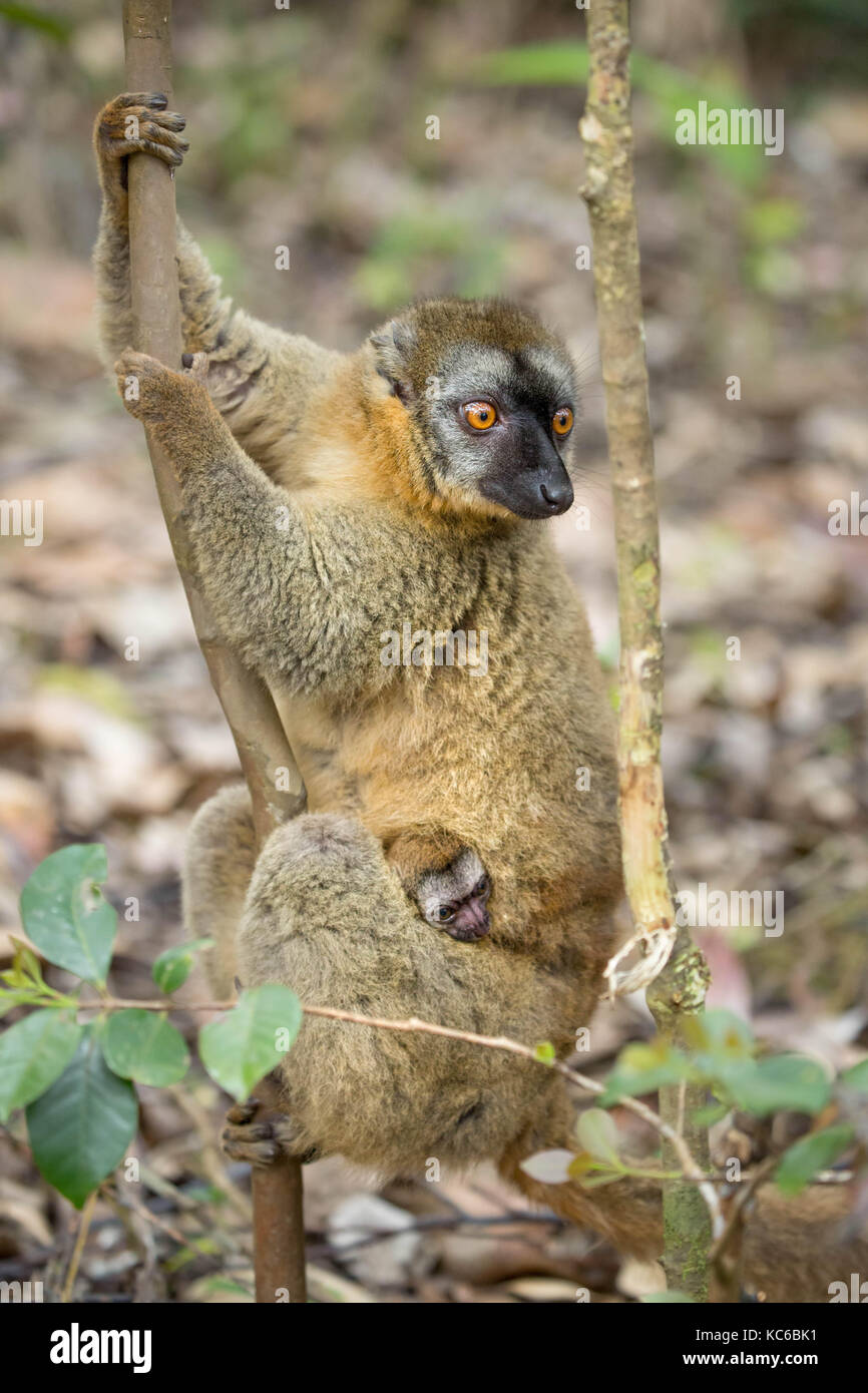 Afrika, madgascar, vakona Private Reserve, red-fronted Lemur (eulemur rufifrons) mit Baby, in der Nähe der bedroht, aka red-fronted braun Lemur. Stockfoto