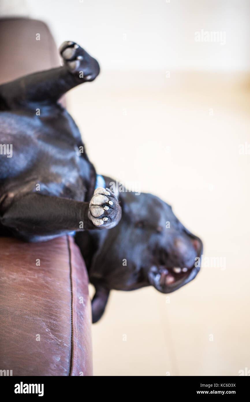 Schlafen Staffordshire Bull Terrier Hund liegend mit der Oberseite nach unten auf ein braunes Leder Sofa mit seinen Kopf hängen von der Seite. Stockfoto