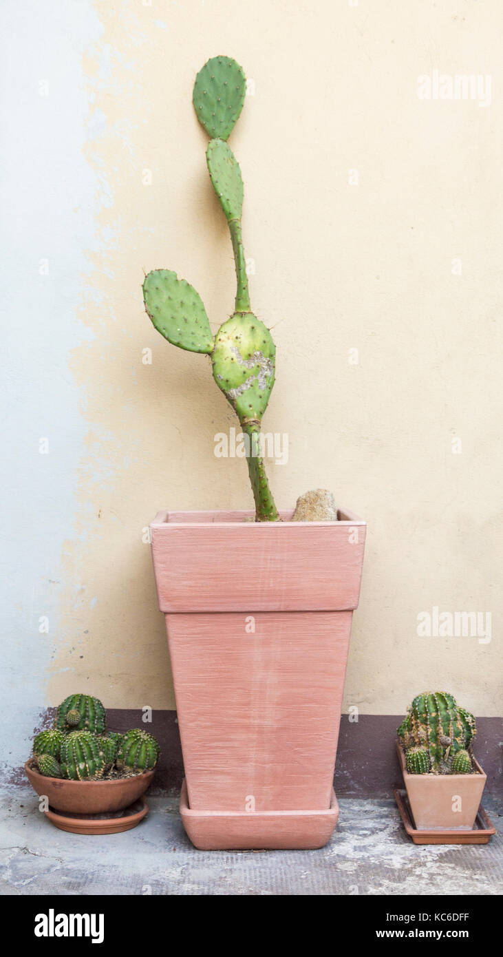 Große Kaktus zwischen zwei kleinen Kaktus auf Töpfe Stockfoto