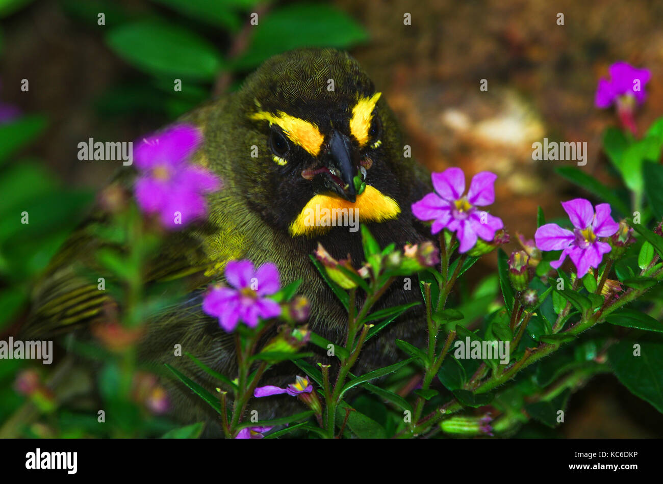 Gelbe konfrontiert Grassquit mit Nahaufnahme rosa Blumen Essen Samen Stockfoto