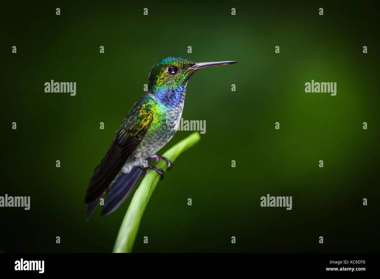 Blue-chested Hummingbird images im Regenwald von Panama genommen Stockfoto