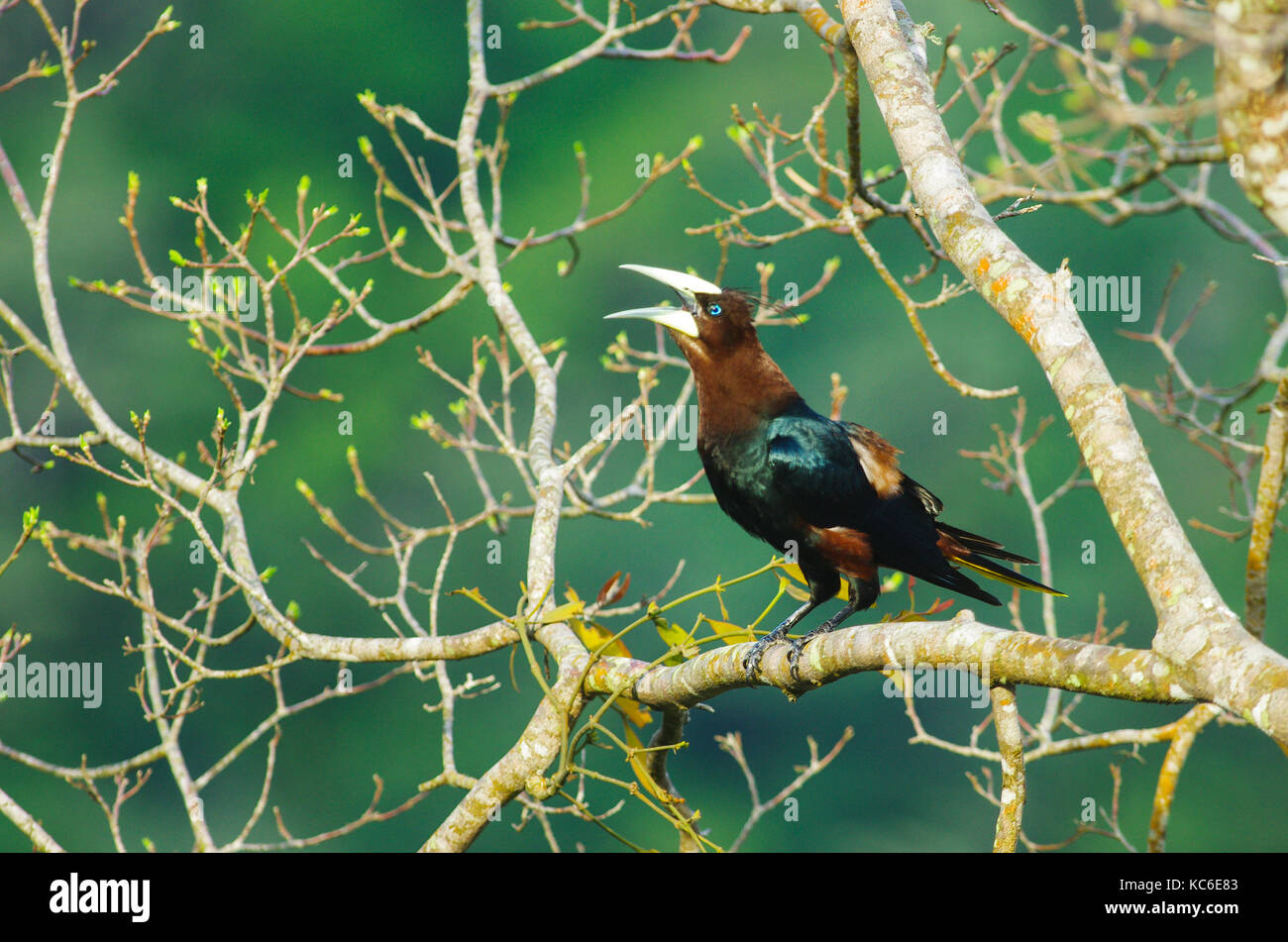 Chestnut-headed oropendola großen Vogel auf einem Zweig der Baumstruktur Stockfoto