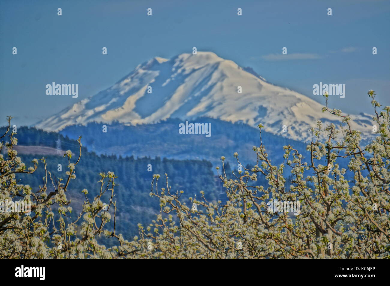 Foto, Malen wie Qualitäten des Mount Adams im Staat Washington. Ein Kirschgarten steht im Vordergrund. Stockfoto