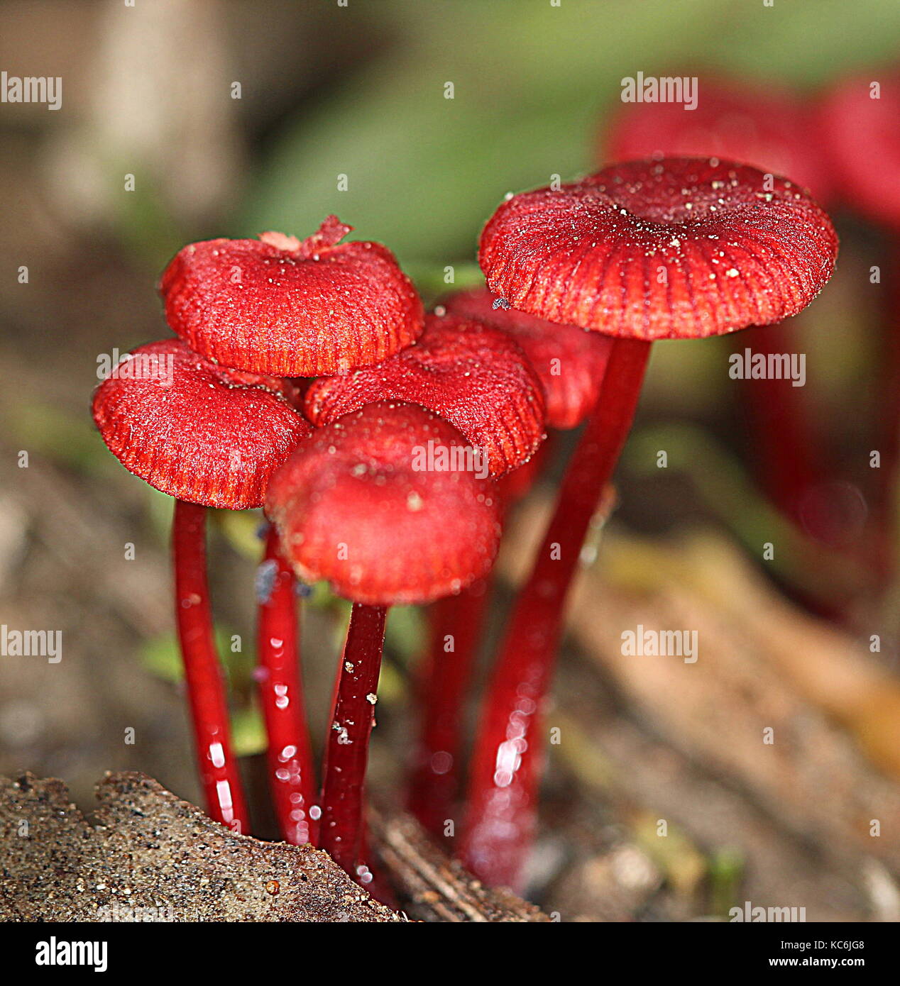 Neuseeland Pilze Stockfoto