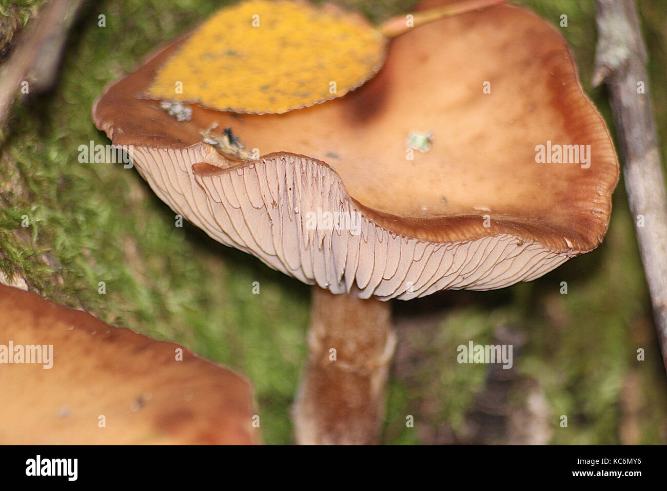 Neuseeland Pilze Stockfoto