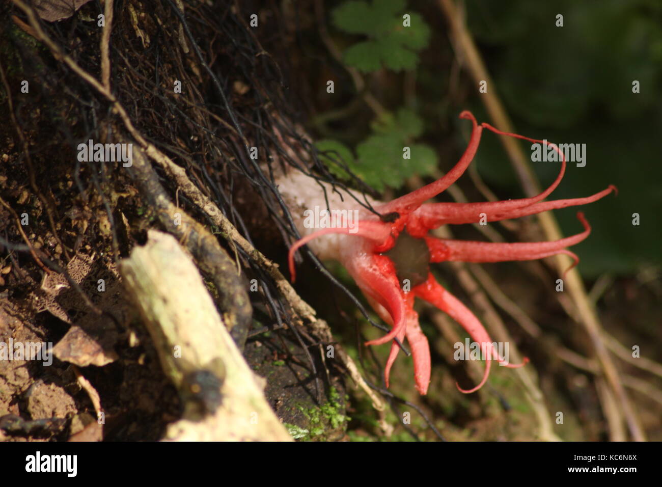 Neuseeland Pilze Stockfoto