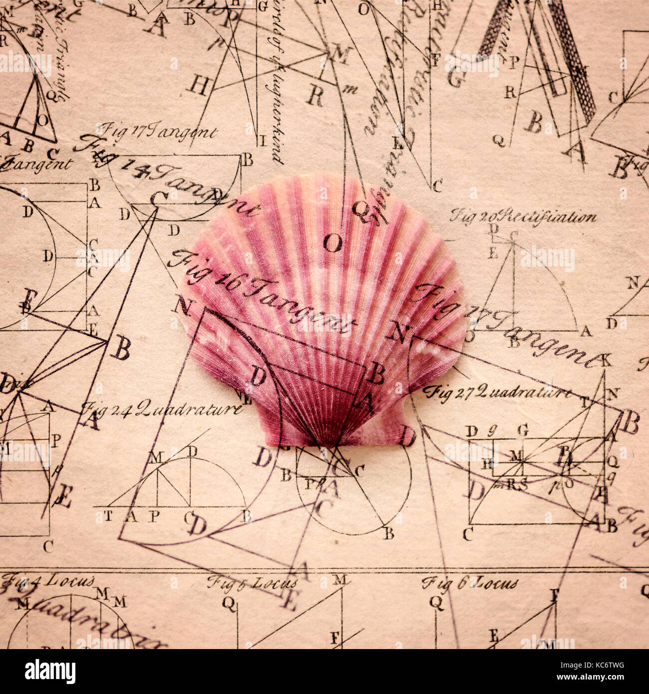 Pink Shell mit altmodischen Diagramme Stockfoto