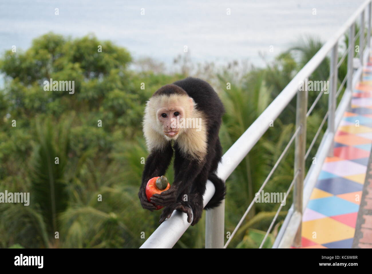 Weiß konfrontiert Kapuziner mit Obst, Cebus capucinus, Manuel Antonio NP, Costa Rica, Mittelamerika Stockfoto