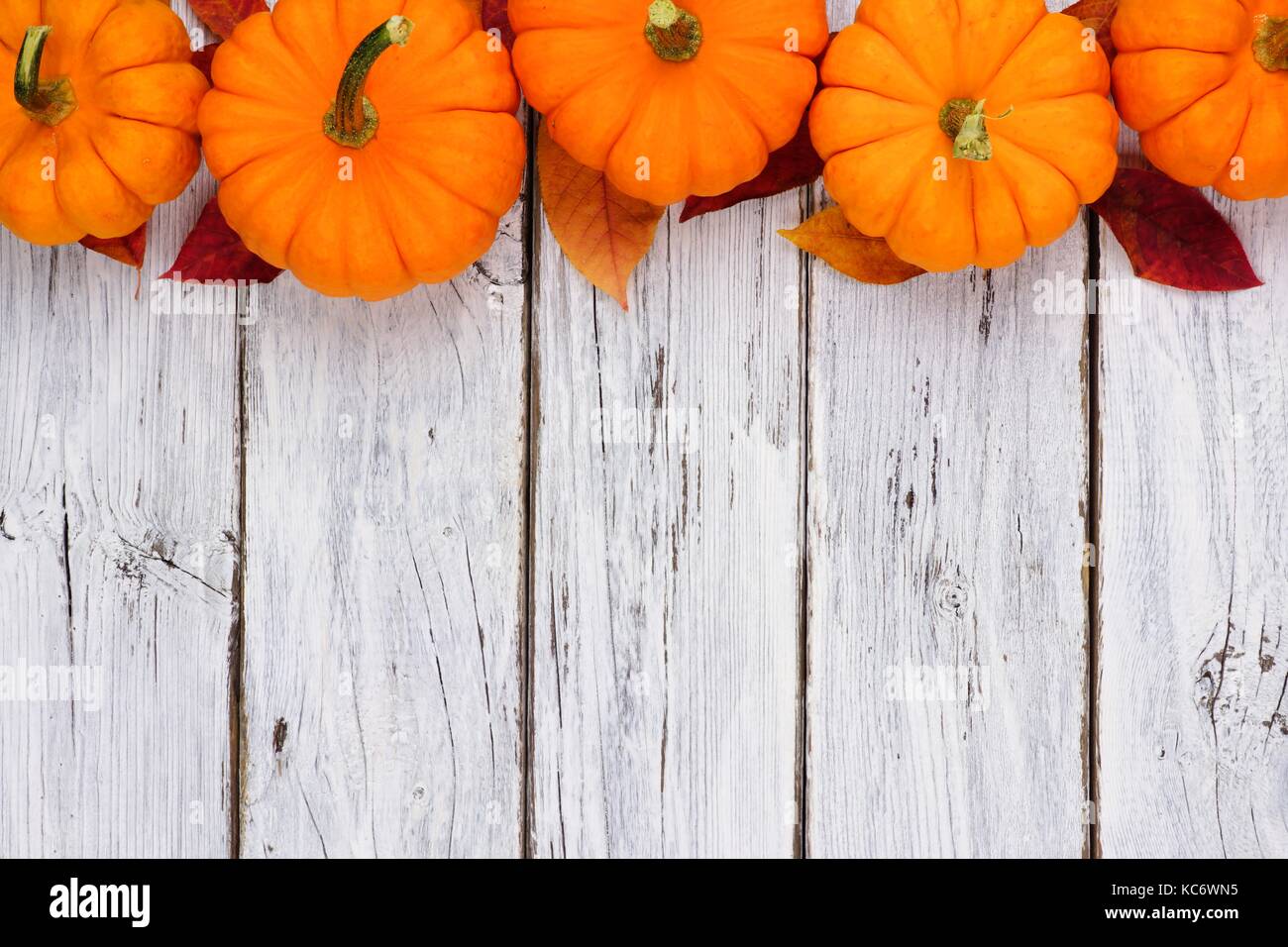 Herbst Kürbis oberer Rand über eine rustikale weiß Holz Hintergrund Stockfoto