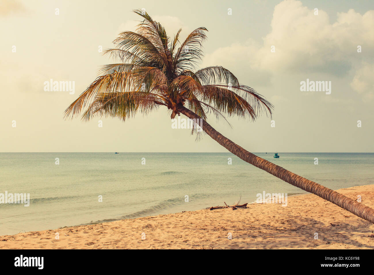 Palmen am leeren Strand, eine Palme auf oceach mit Ozean Hintergrund Stockfoto