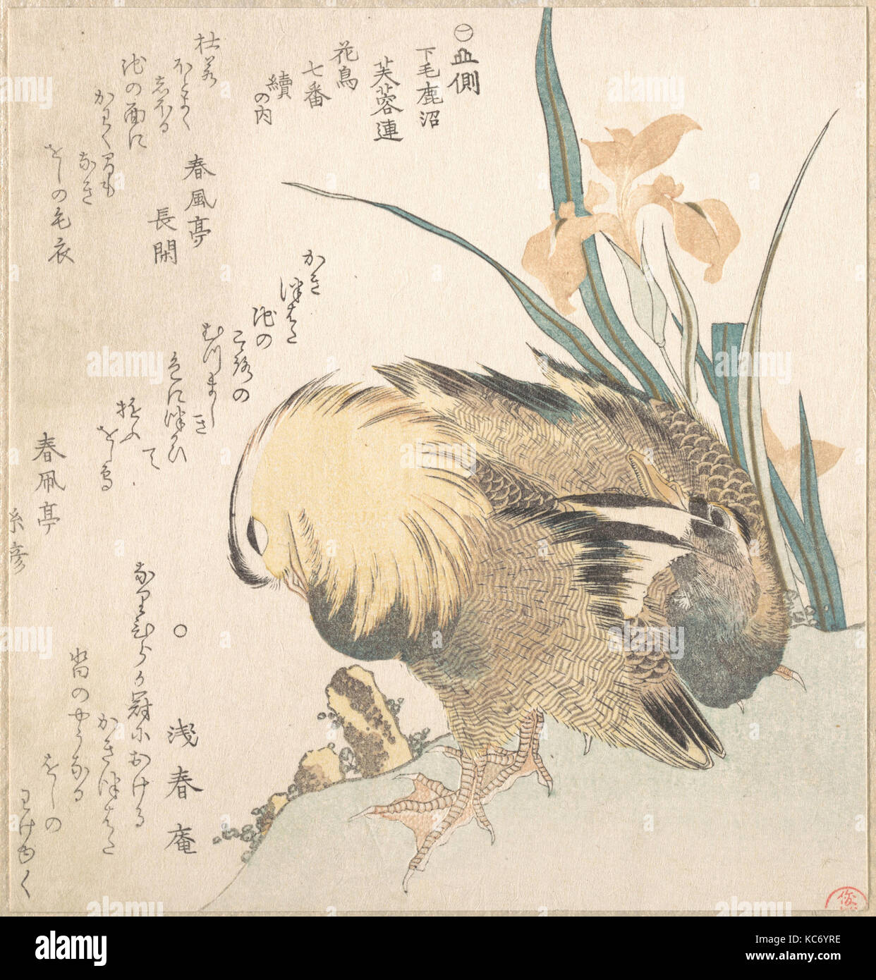 Paar Mandarin Enten und Iris Blumen, Kubo Shunman Stockfoto