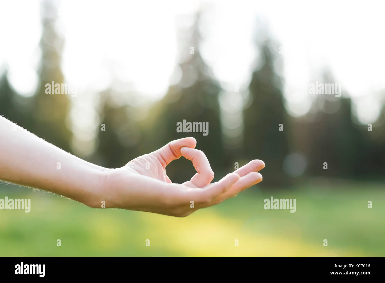 Hand der Frau Yoga im Wald Stockfoto