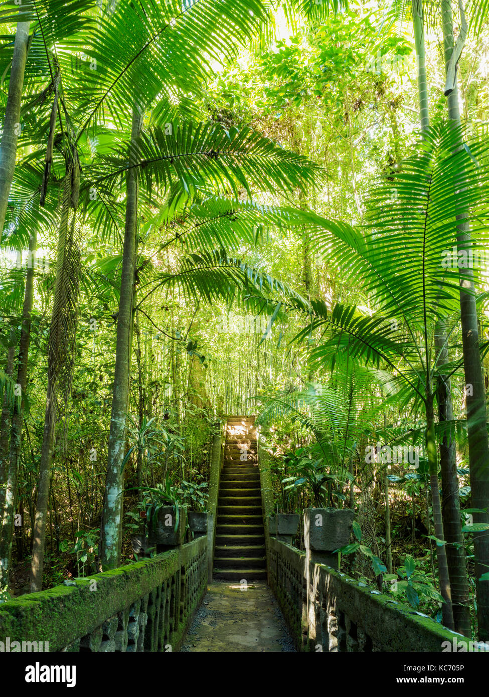 Australien, Queensland, Schritte im Regenwald Stockfoto