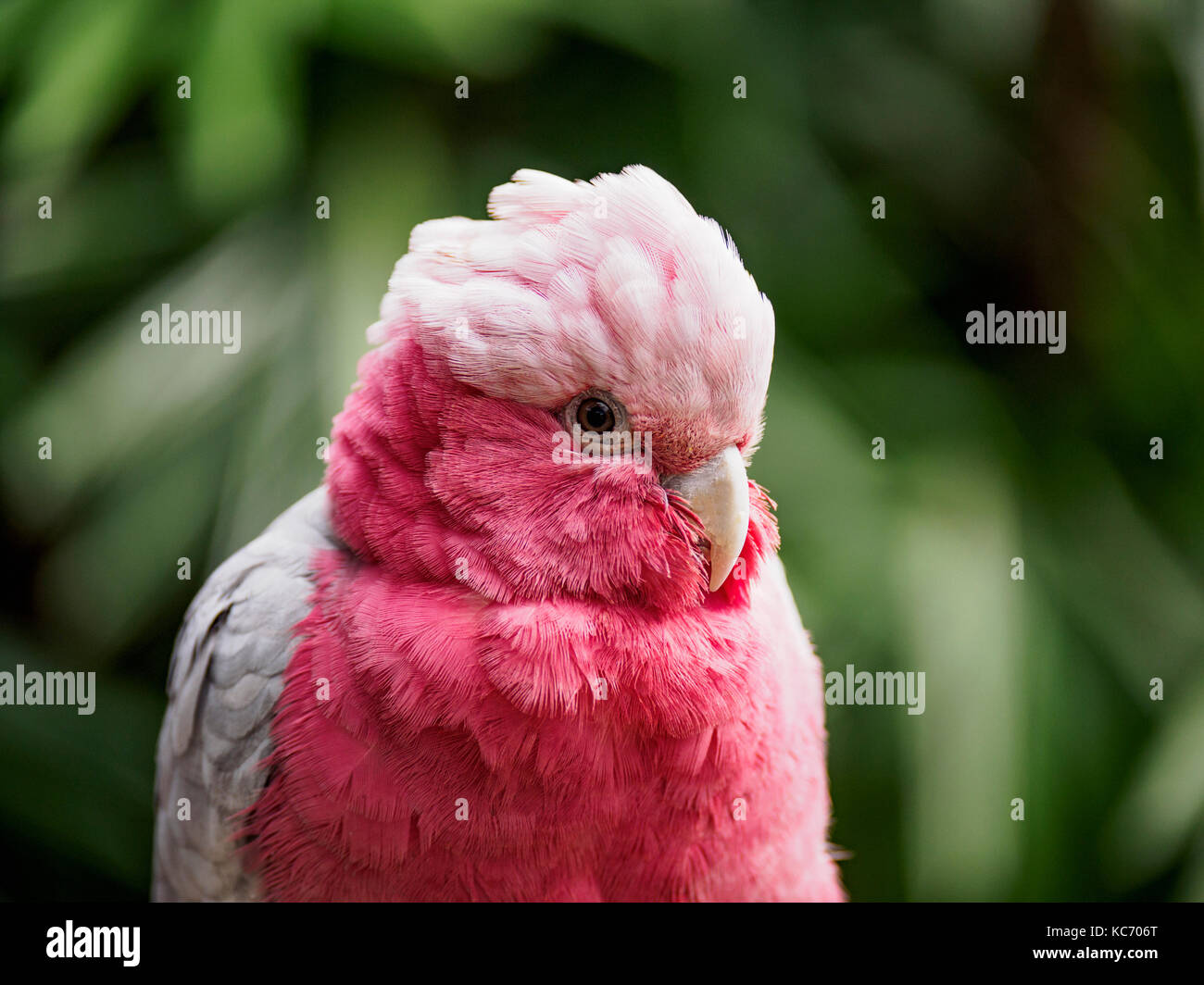 Portrait von galah (eolophus roseicapilla) Stockfoto