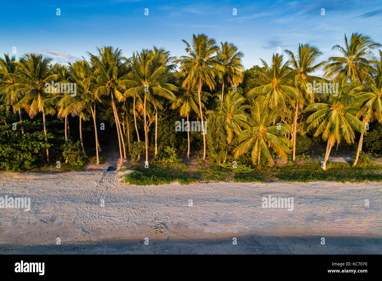 Australien, Queensland, Palmen am Strand Stockfoto