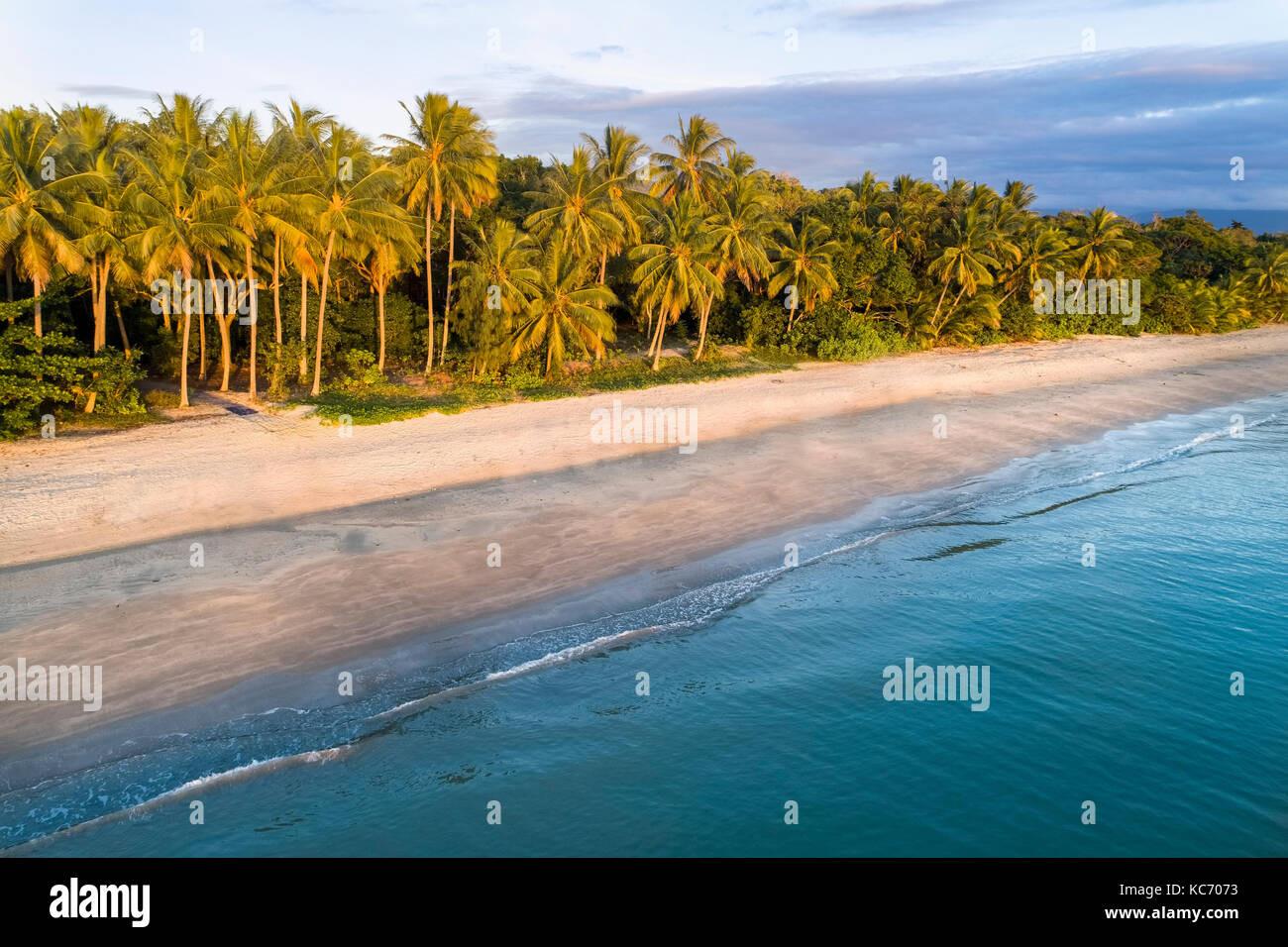 Australien, Queensland, Palmen an der Küste Stockfoto