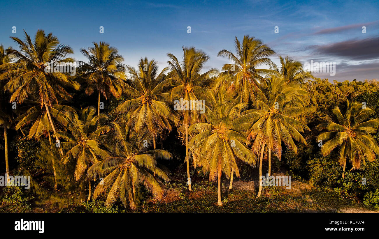 Australien, Queensland, Palmen in der Dämmerung Stockfoto