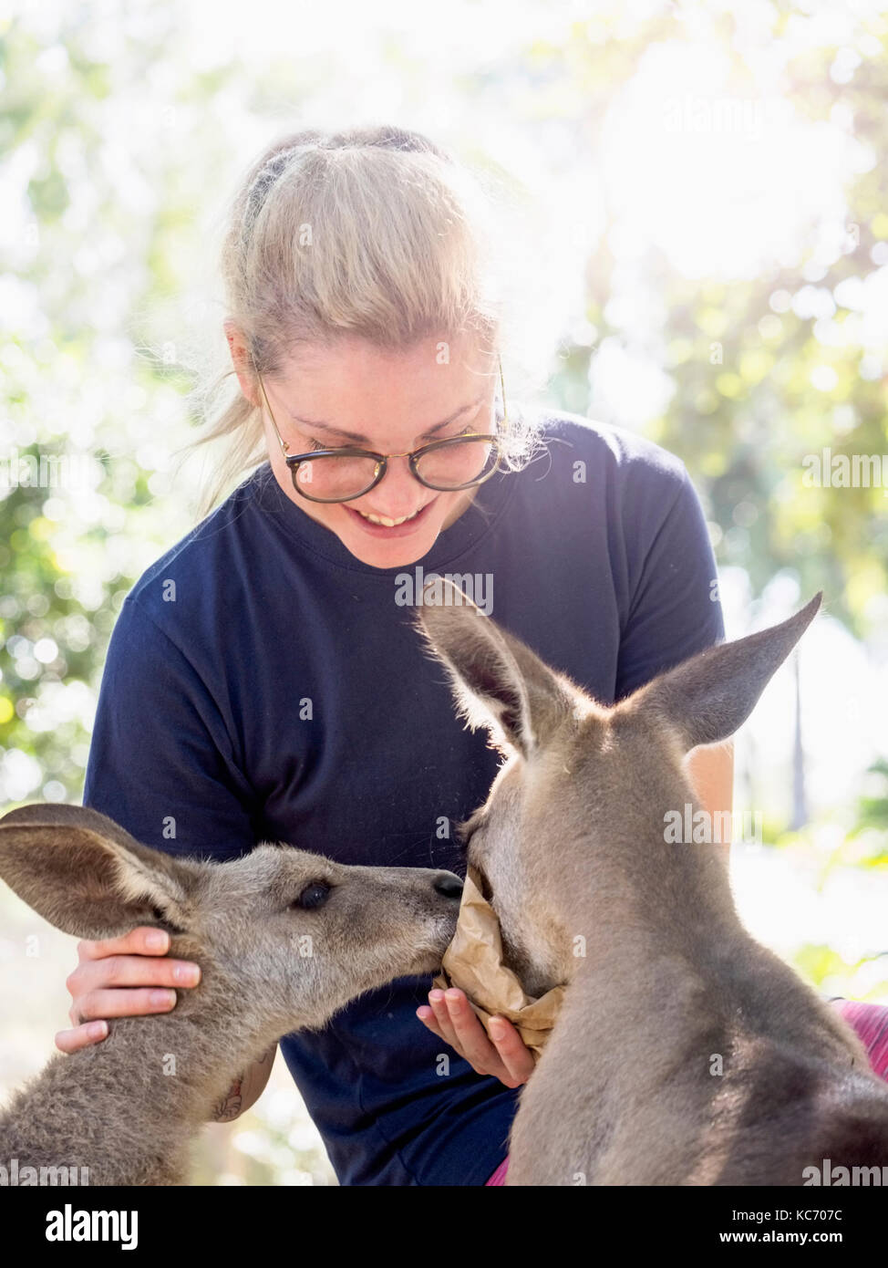 Junge Frau Fütterung östlichen grauen Känguruhs (Macropus giganteus) und lächelnd Stockfoto