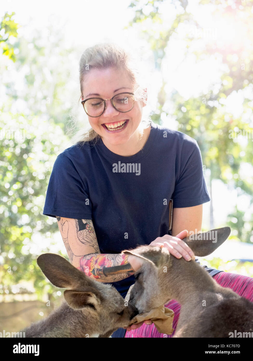 Junge Frau Fütterung östlichen grauen Känguruhs (Macropus giganteus) und lächelnd Stockfoto