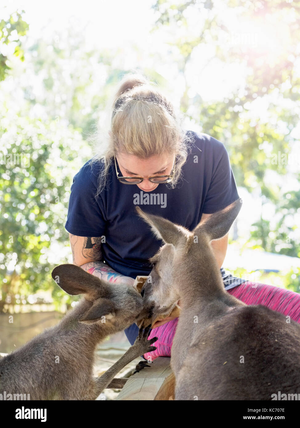 Junge Frau Fütterung östlichen grauen Känguruhs (Macropus giganteus) Stockfoto