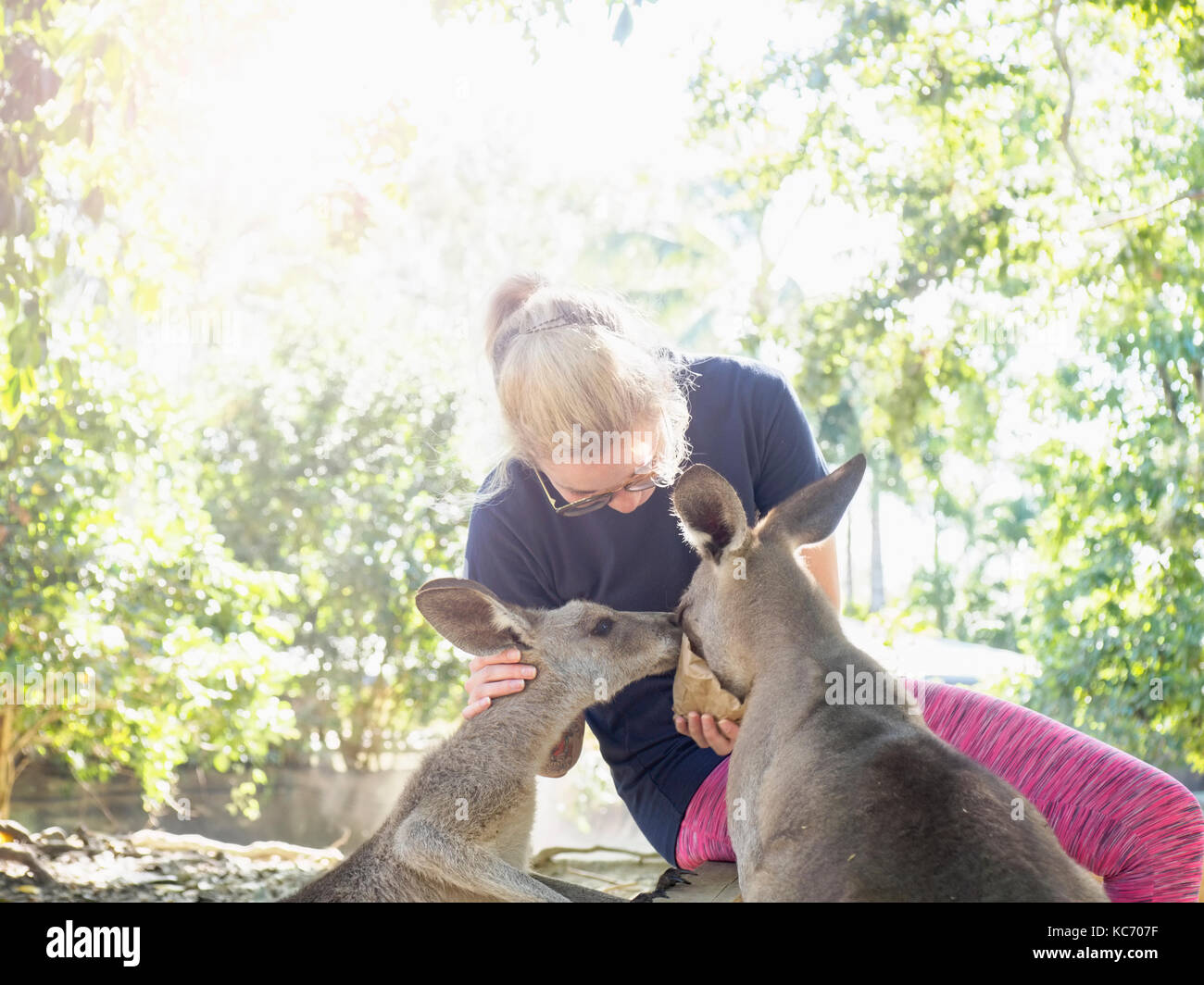 Junge Frau Fütterung östlichen grauen Känguruhs (Macropus giganteus) Stockfoto